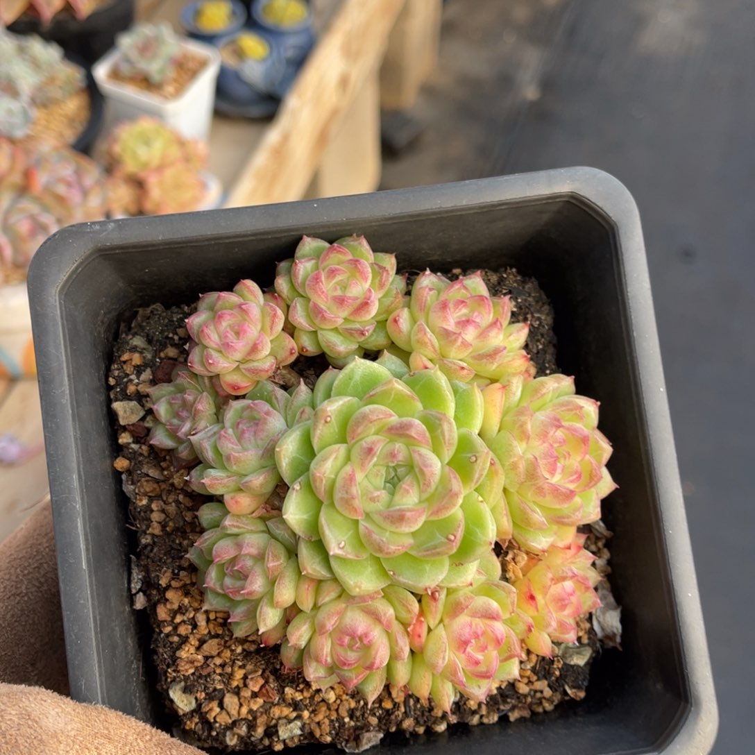 麦秆一物一拍不支持退换