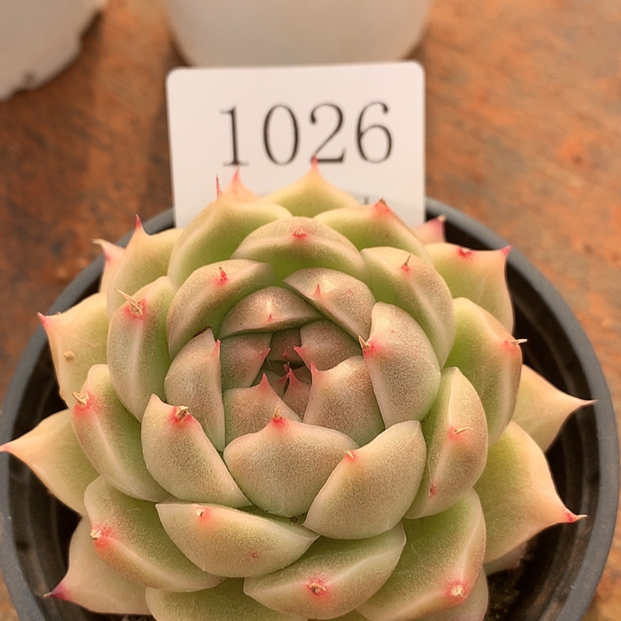 【闪购商品】云1026