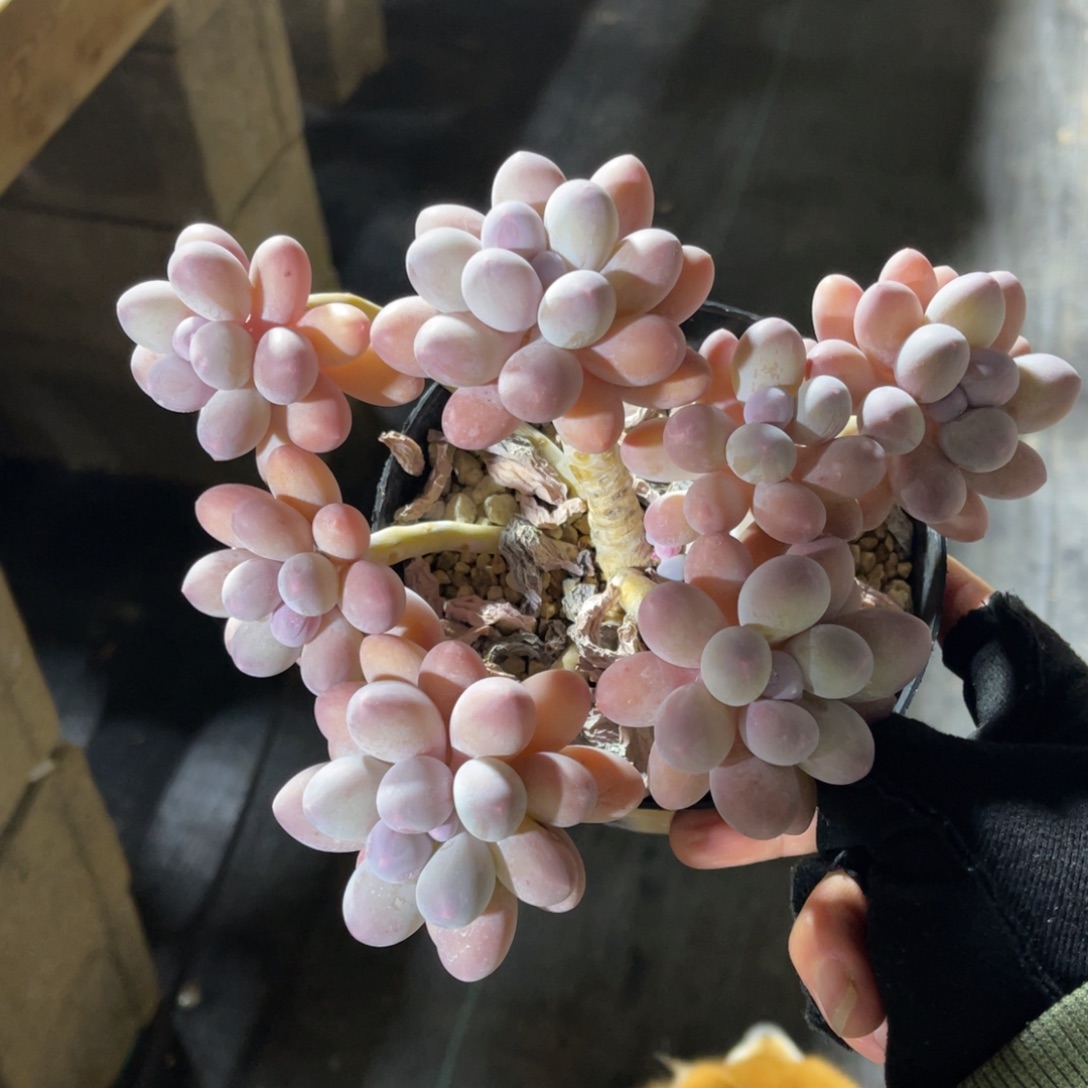 汤圆 一物一拍不支持退换