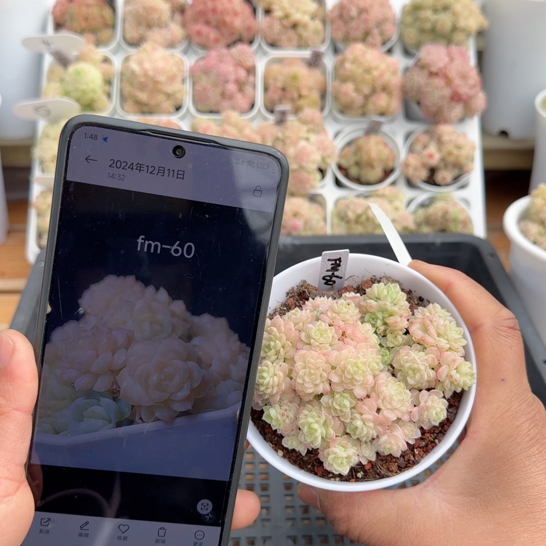 【闪购商品】0209-76（fm-60）