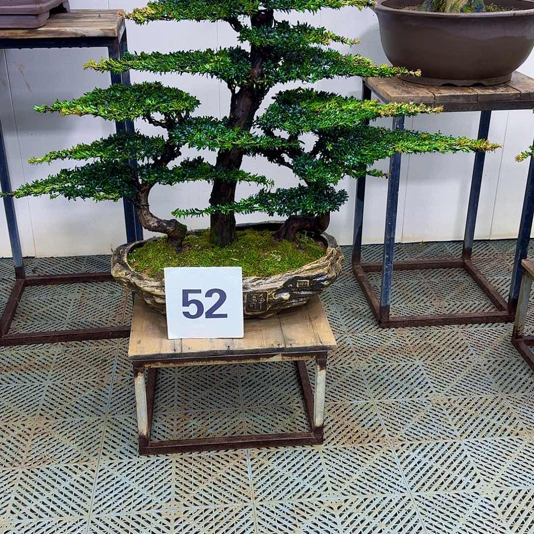 贵***长无花朵补差价换 52 号