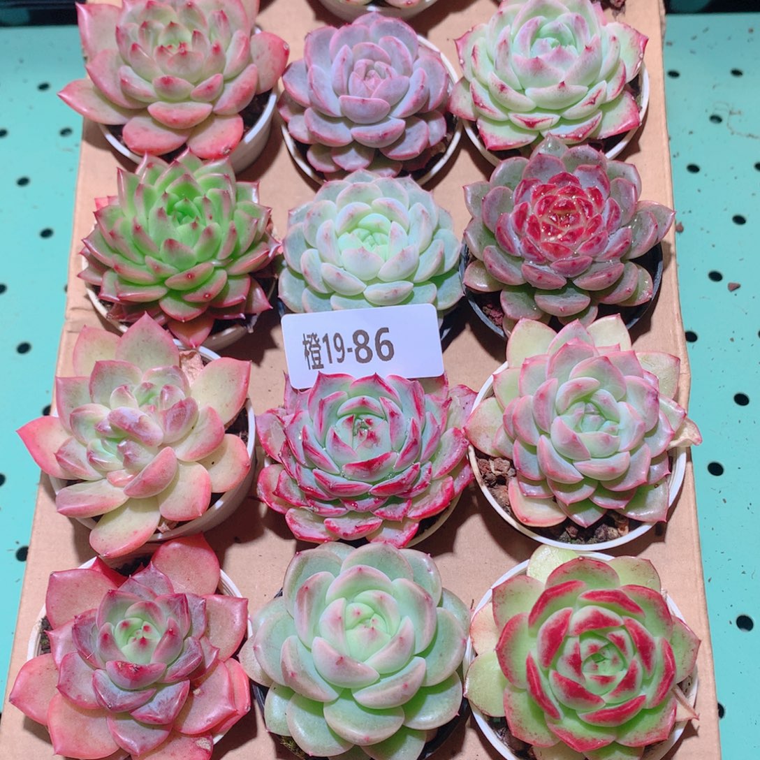 19-86一物一拍多肉带盆18颗