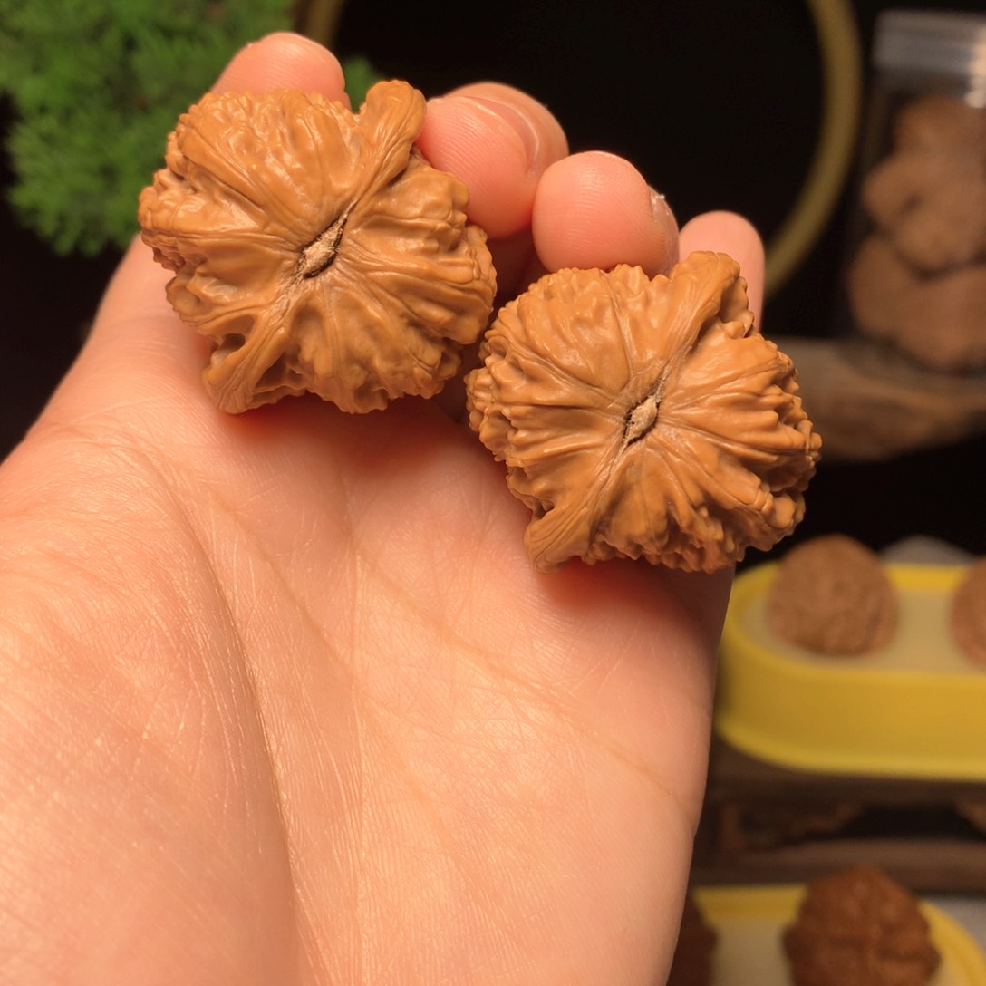 文玩核桃把件白狮子