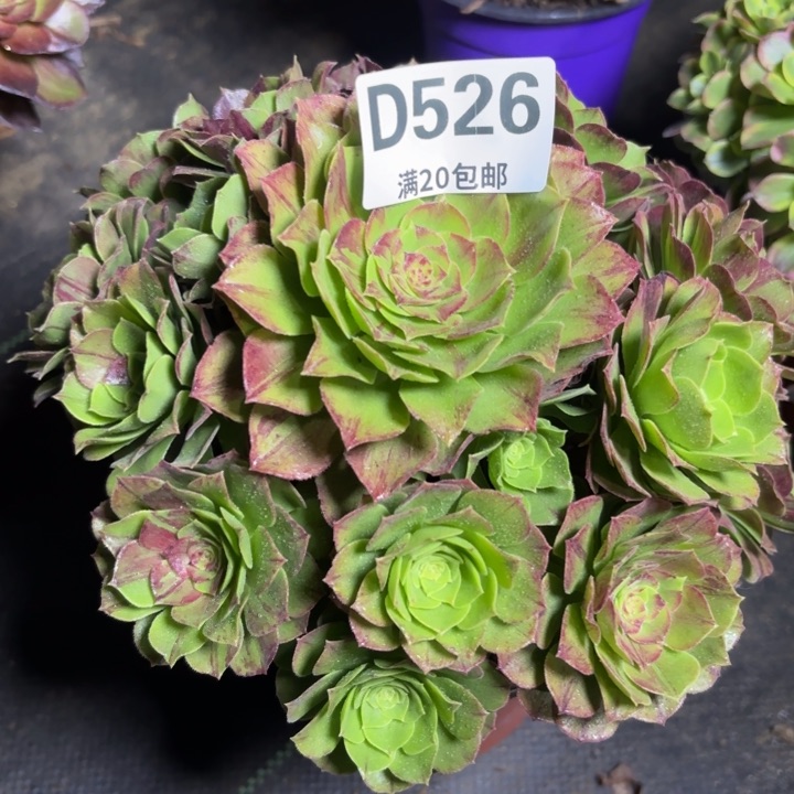 瑞妈一物一拍526