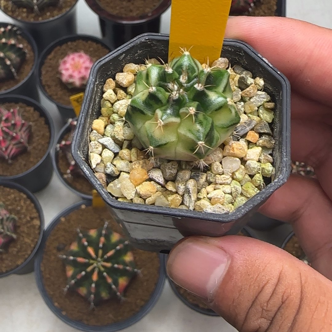 117-1229泰国发货多肉