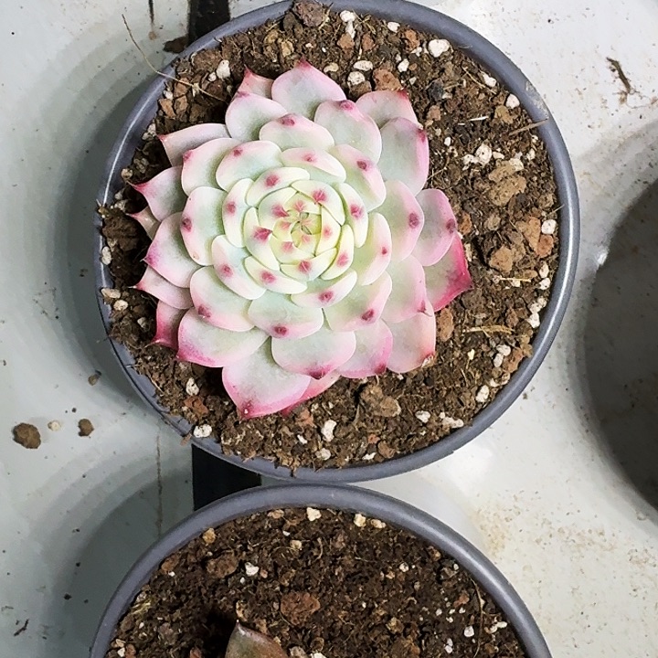 吉娃娃 单头 一物一拍