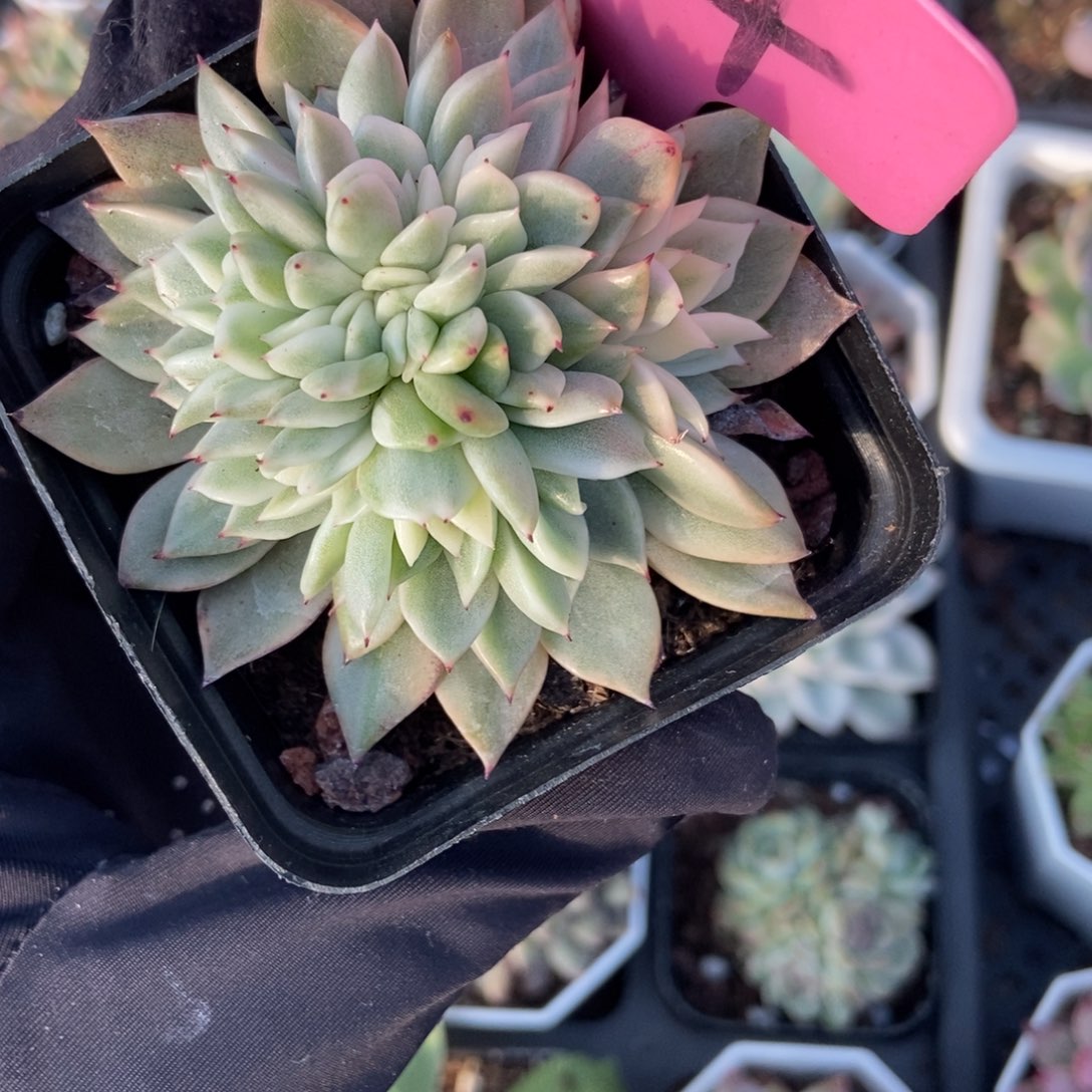 114麦秆锦缀多肉植物