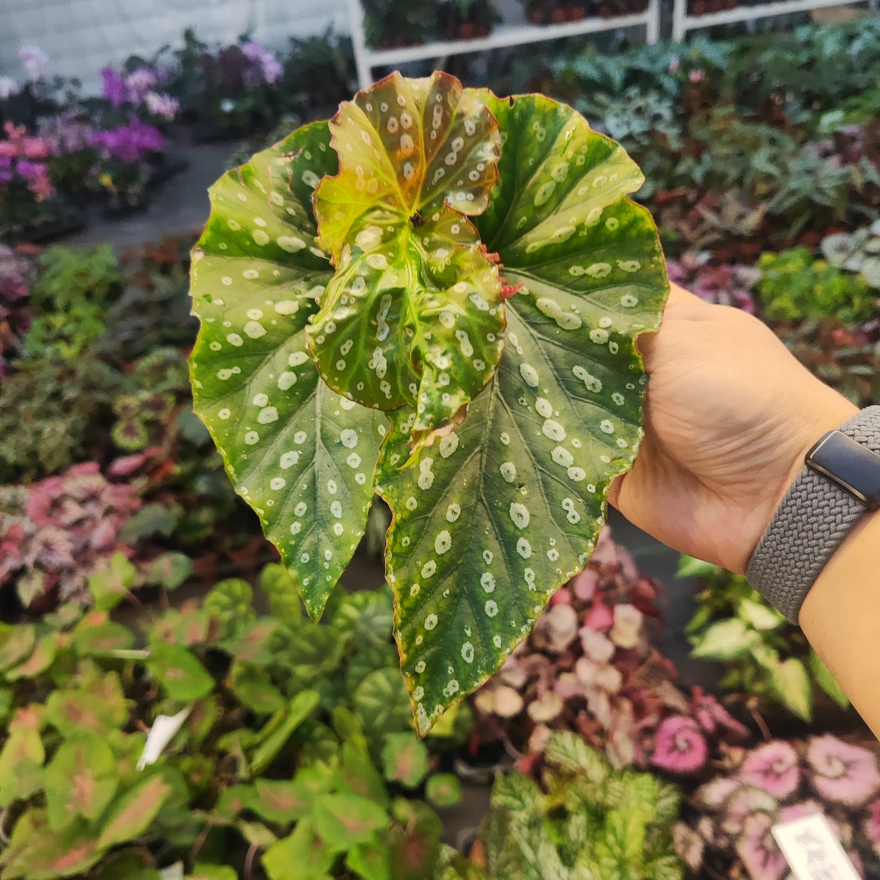 吉姆沃恩森秋海棠室内桌面观叶植物秋海棠盆栽好养观花观叶小盆栽