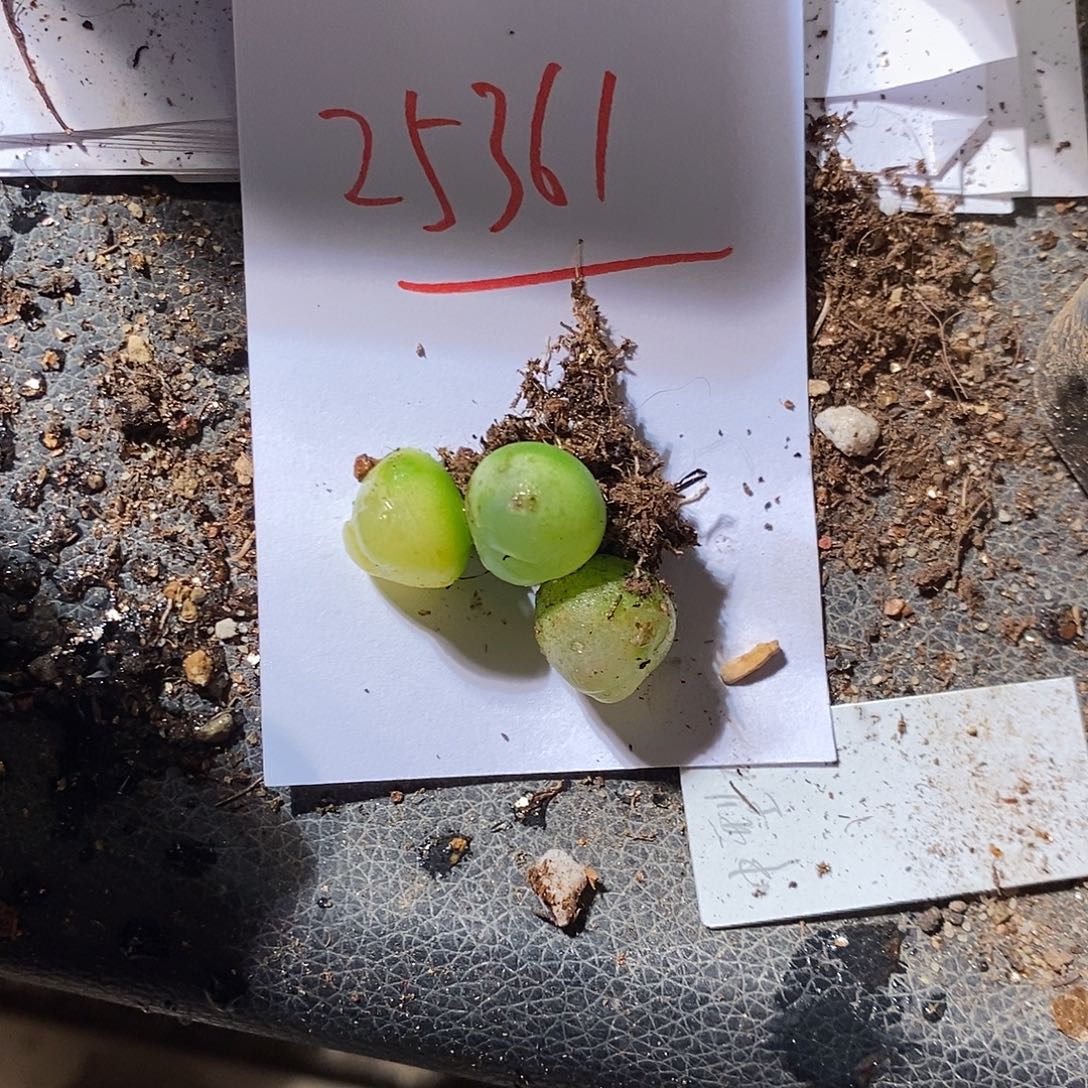 消***光25361。   一组。    