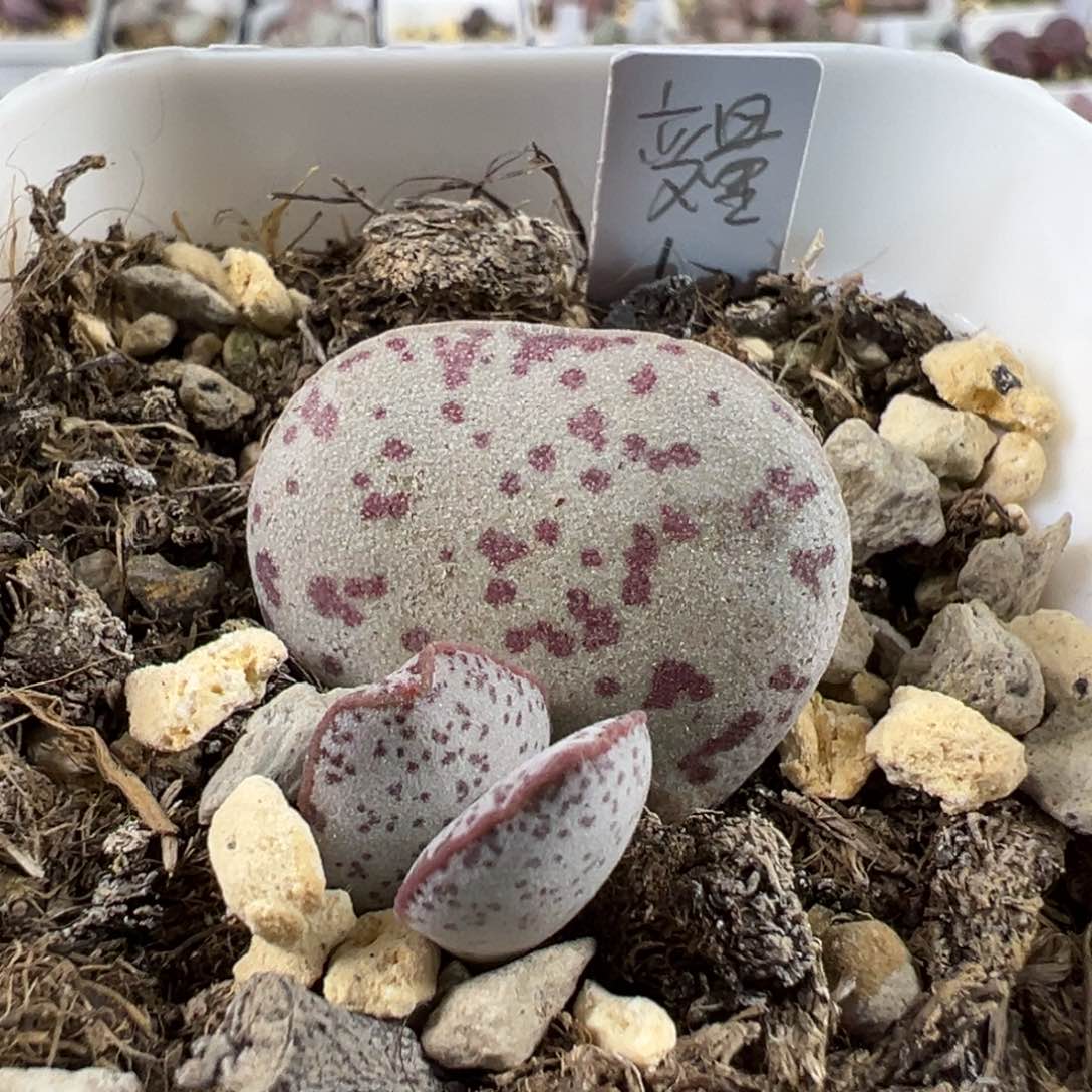 变量多肉植物水泡