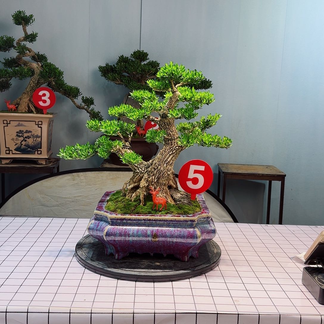 许*广东皱皮雀舌黄杨