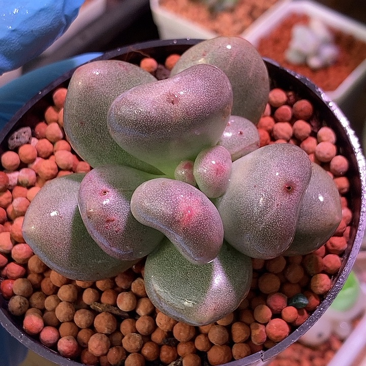 米可奶酪锦多肉植物