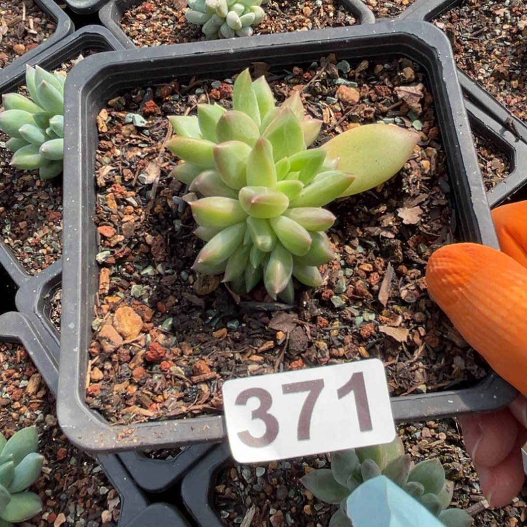 ?*間缀美人371多肉植物