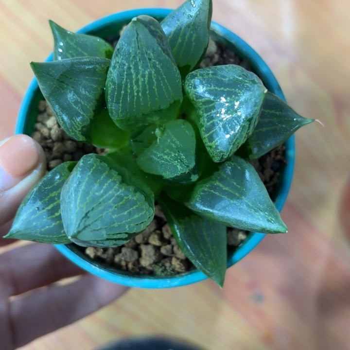 裹般若多肉植物8888