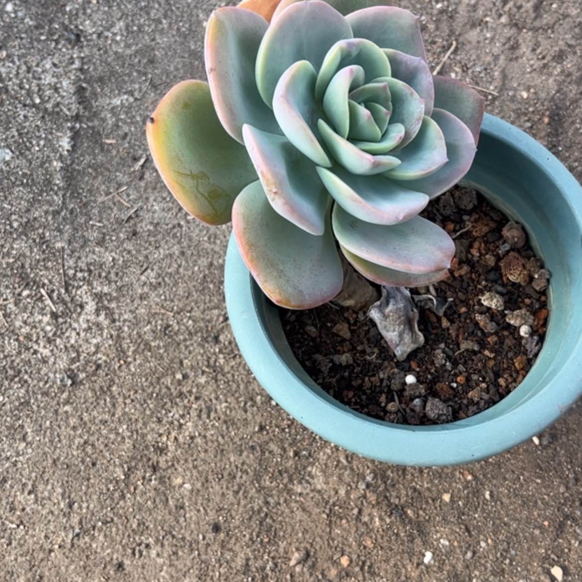 【闪购商品】无花朵小*金