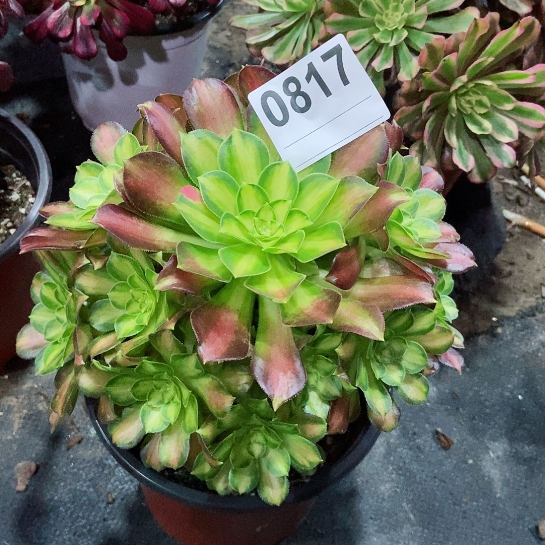 红陶0817韶华多肉33333多肉