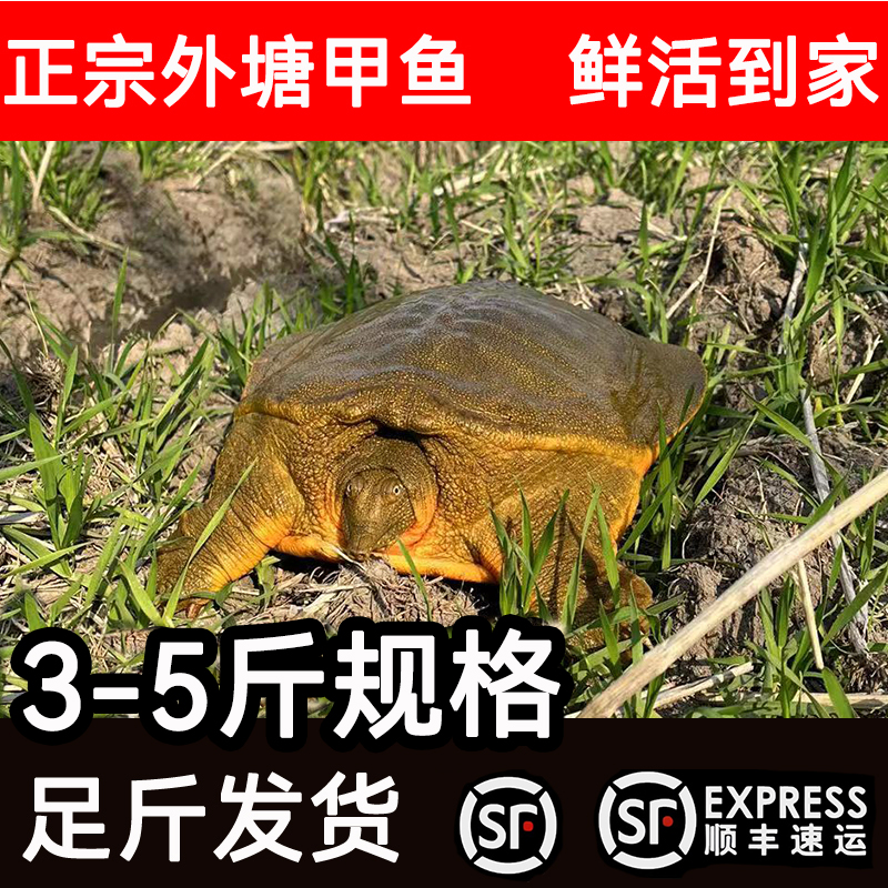 【浙江嘉兴】3-6斤公甲鱼王八煲汤食用滋补营养精选鲜活生态