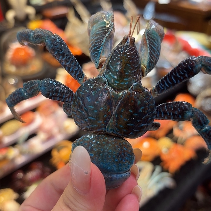 真实椰子蟹标本哦