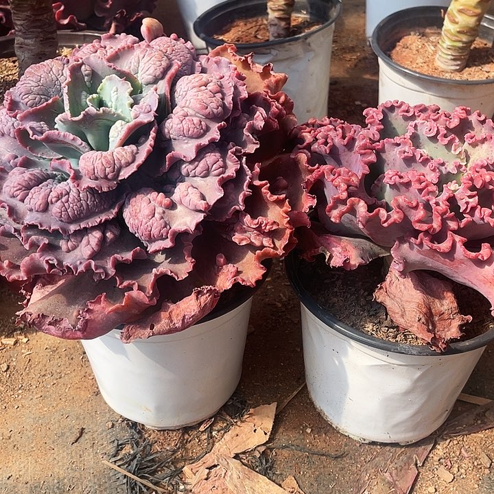 三9 1包菜系列2棵