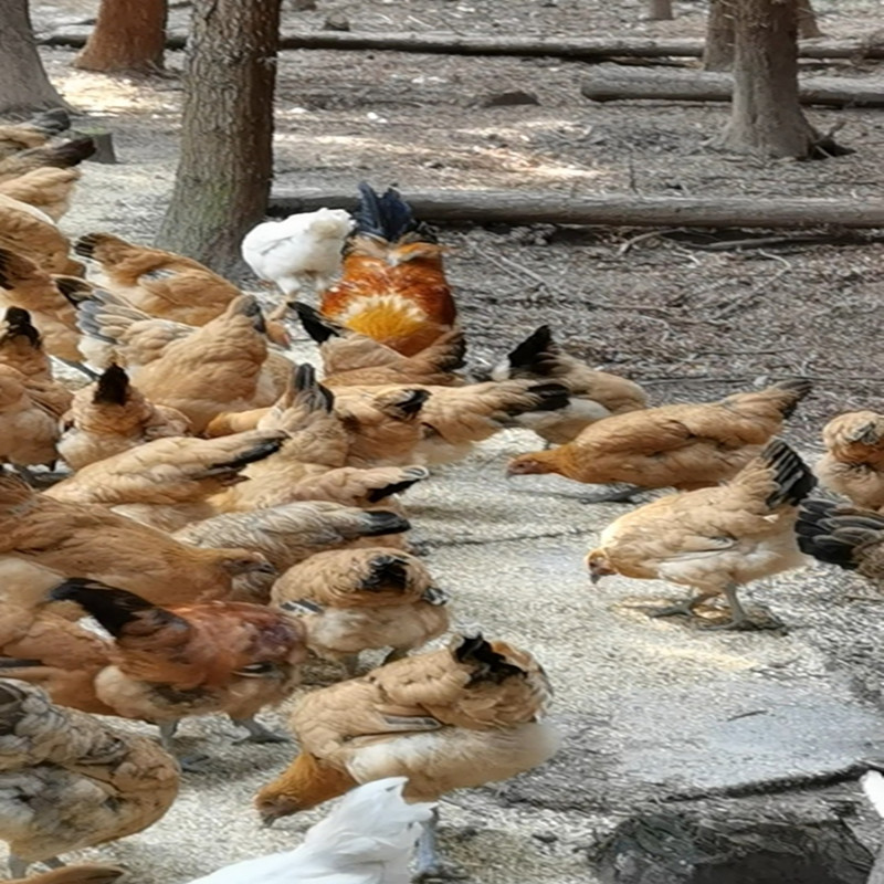 正宗五谷杂粮散养草鸡土鸡溜达鸡黑脚宠物鸡