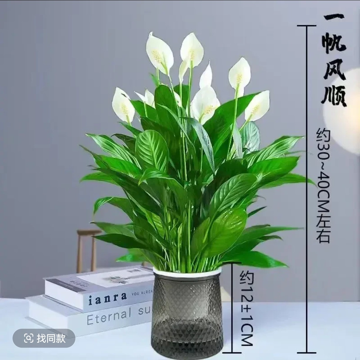 白掌盆栽一帆风顺室内水培花卉好养绿植净化空气室内绿植