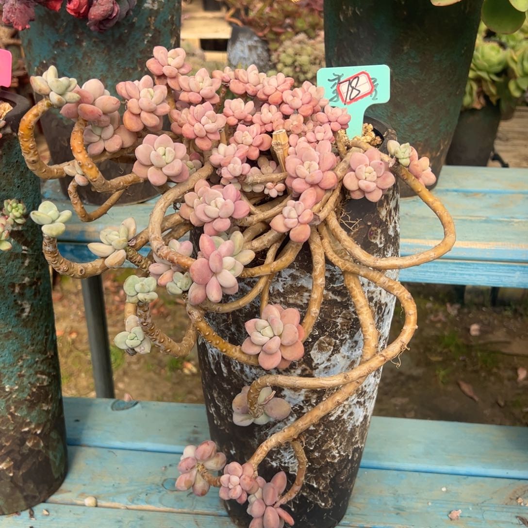 露养老桩脱土裸根洛神