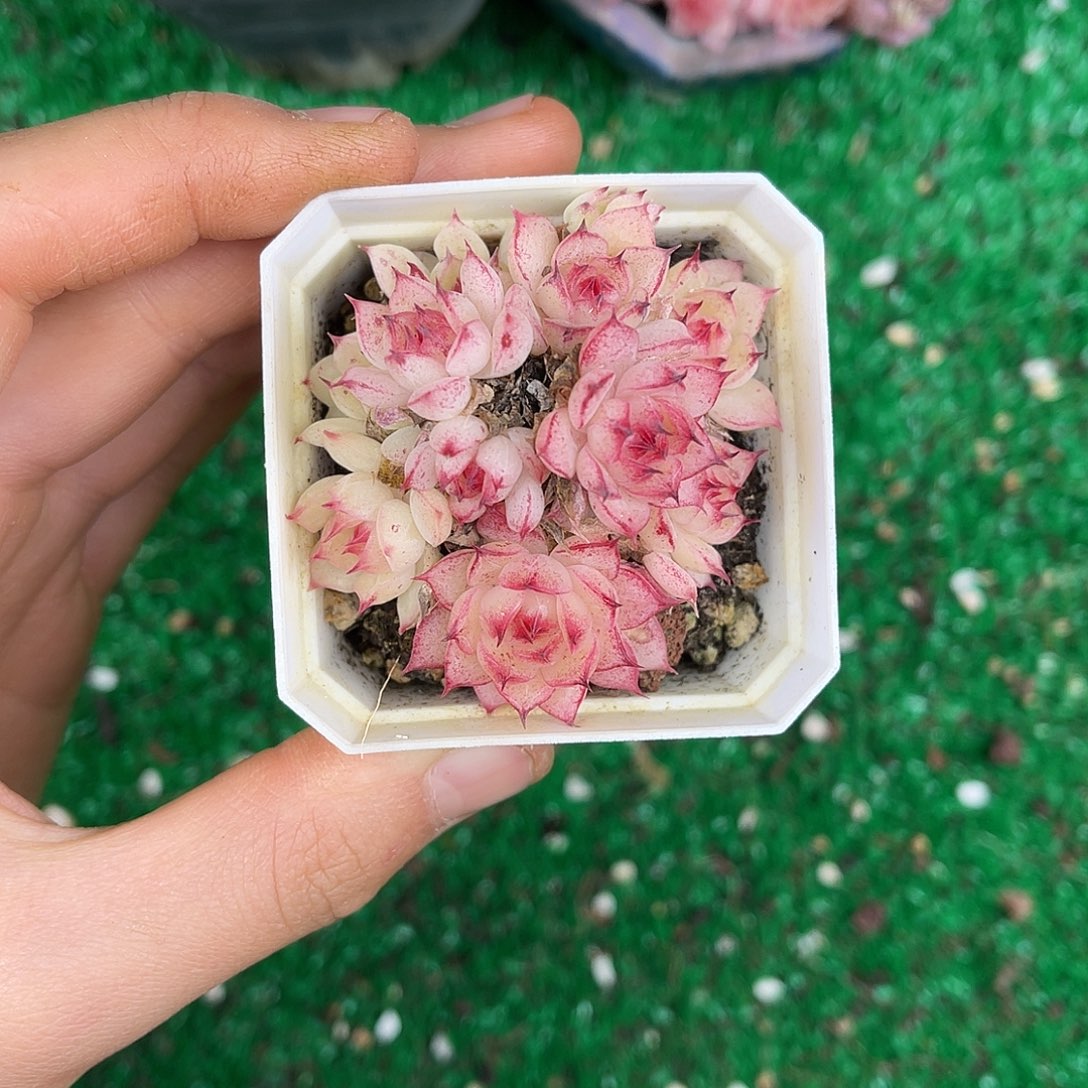 多肉植物一物一拍2-111