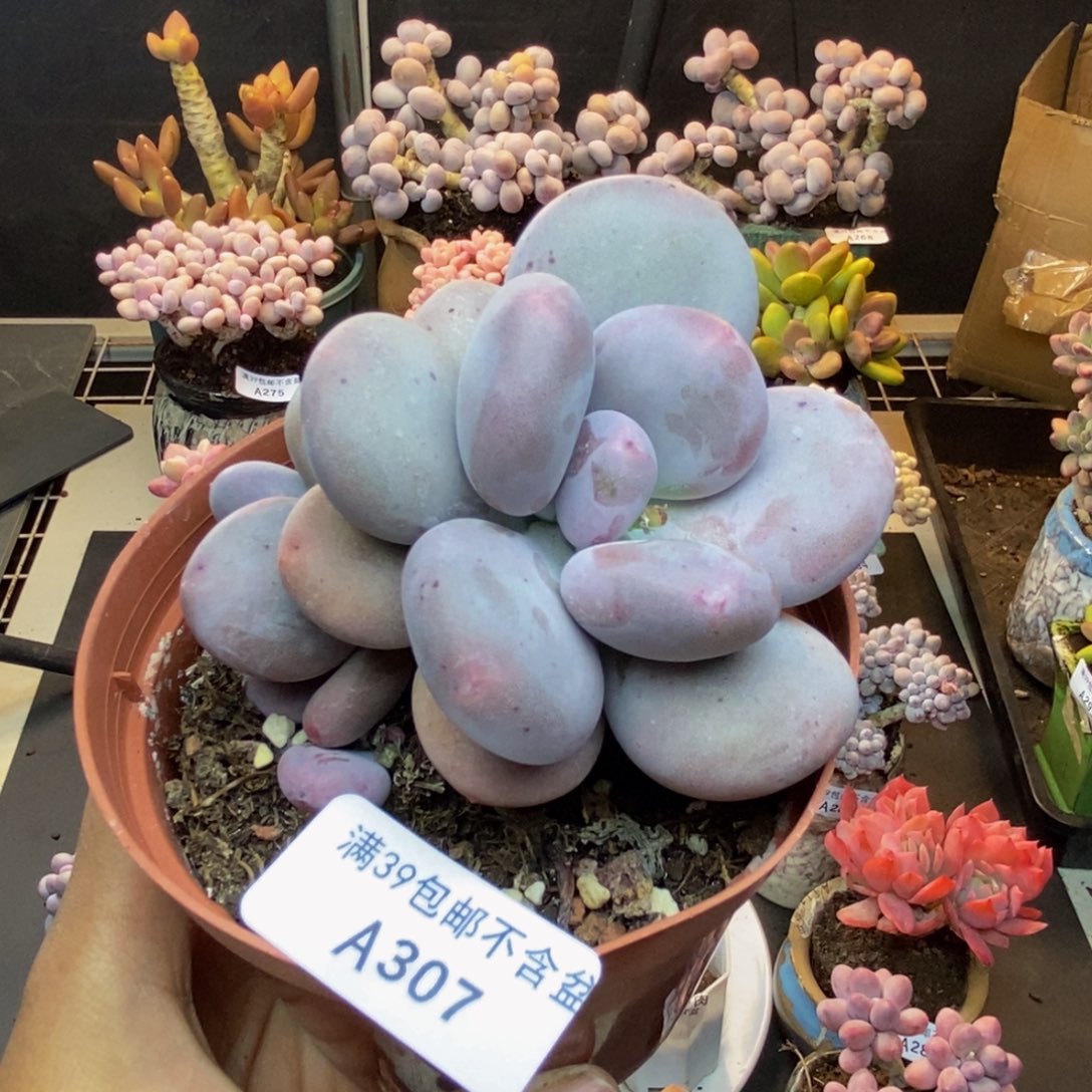 307大叶奶多肉8c m m
