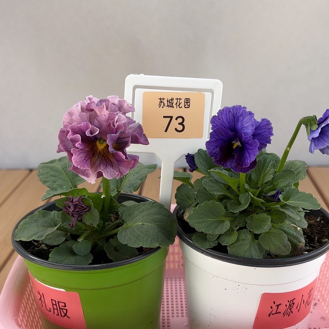 大部分开放少量花苞73