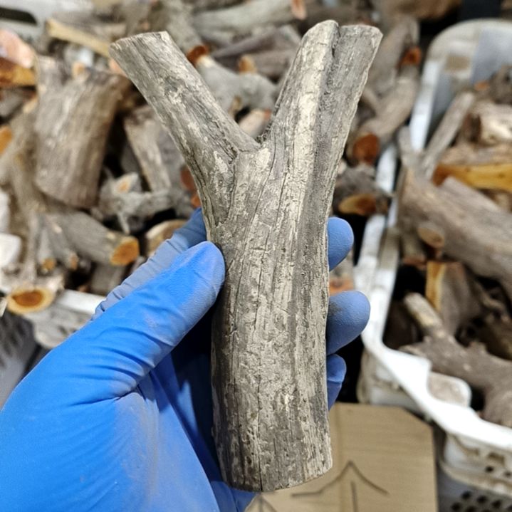 刘***部香榧木崖柏原叉崖柏原叉崖柏