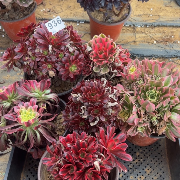 组合6颗微瑕多肉936