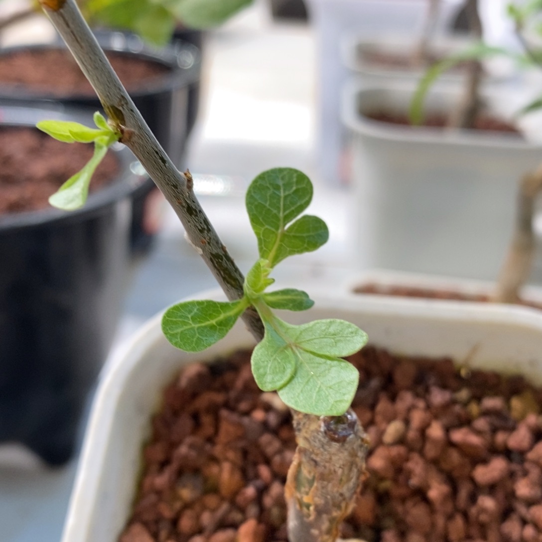 12骑士【威迪橄榄】实生带盆