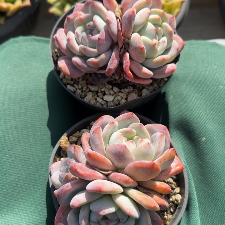 两颗雪天使星影橙子五十包邮