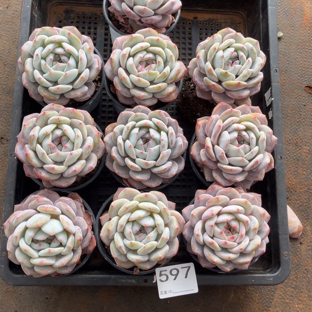 踩***踩597号新疆西藏内蒙古不包邮的