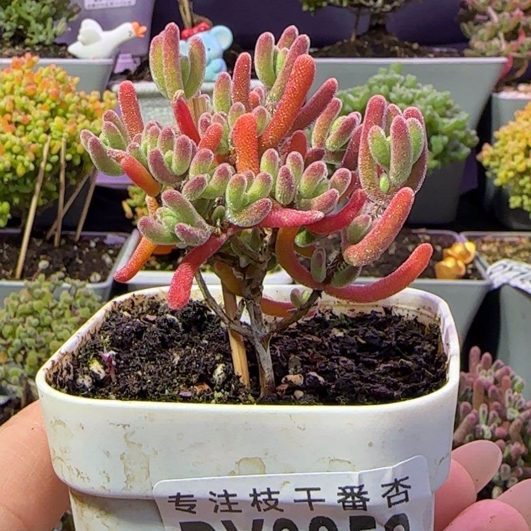 一***3dy0858晶莹一物一拍