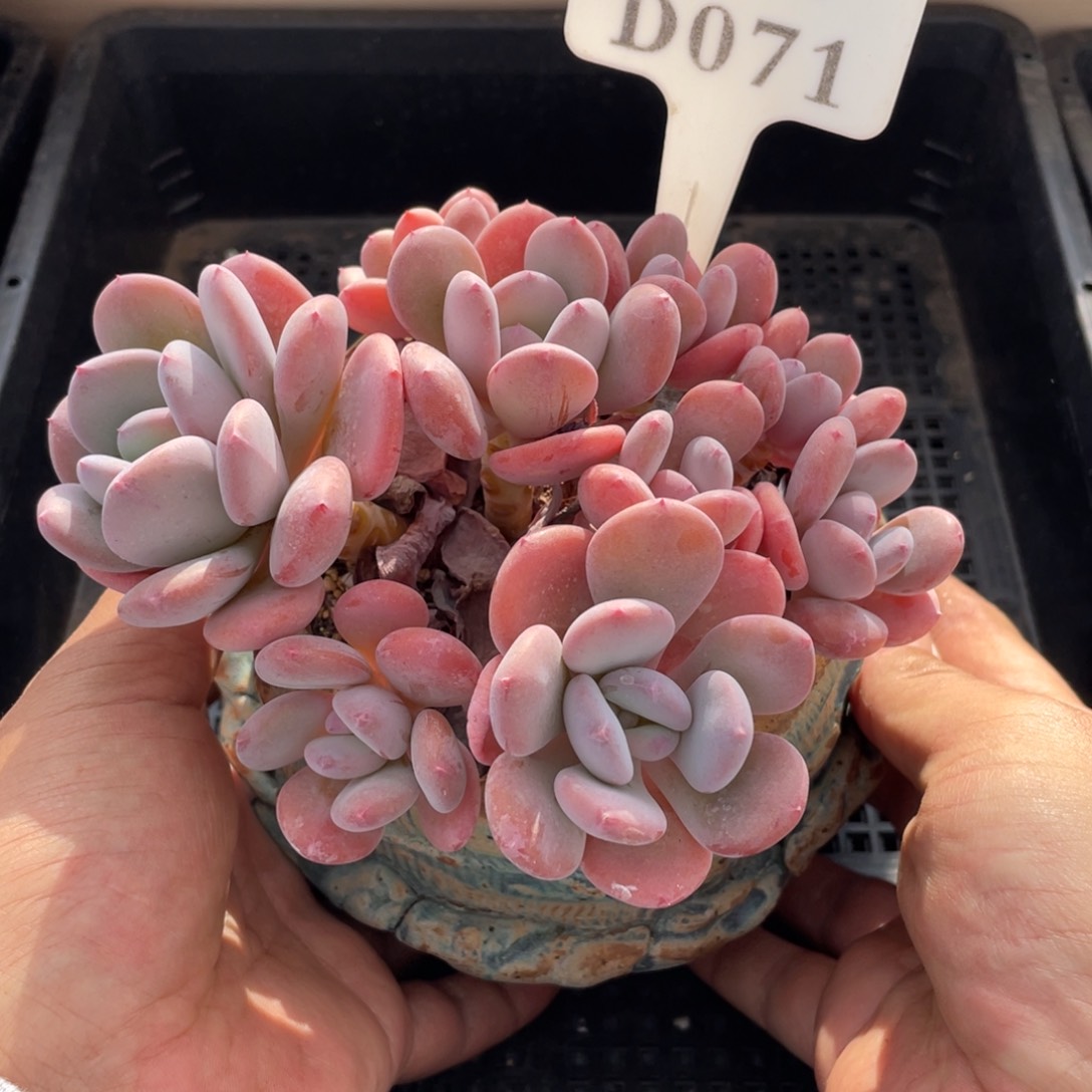 071灰姑娘不带盆14厘米