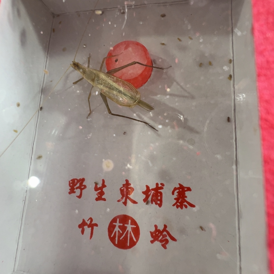 西***柿蟋蟀一只大柬埔寨