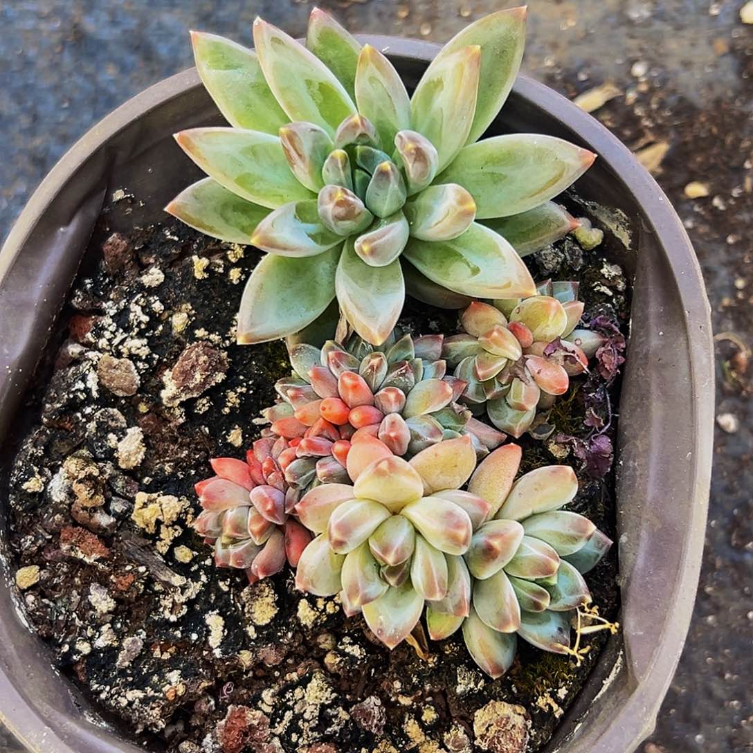 桔云多肉美人精品系列