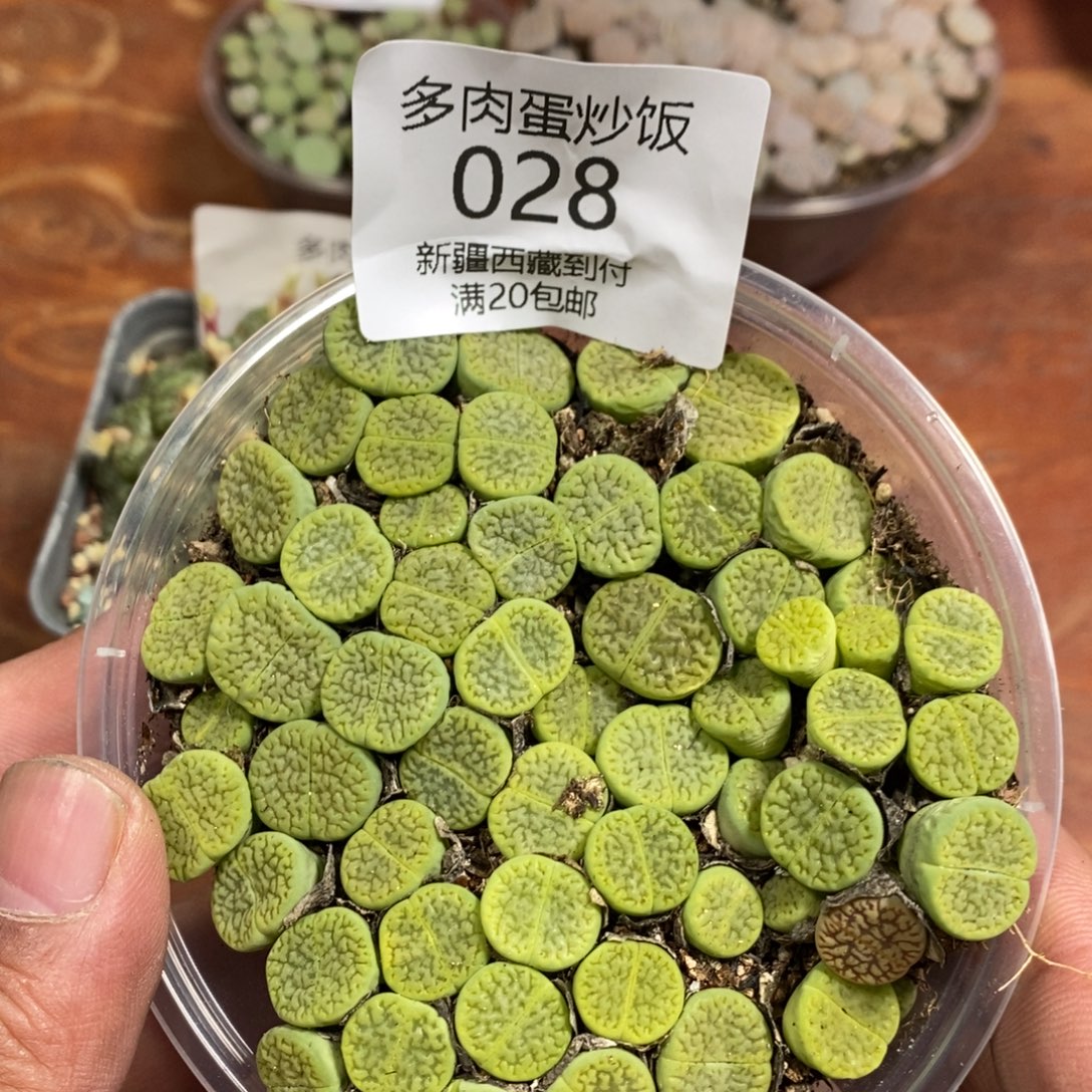 多肉蛋炒饭感谢您相伴028