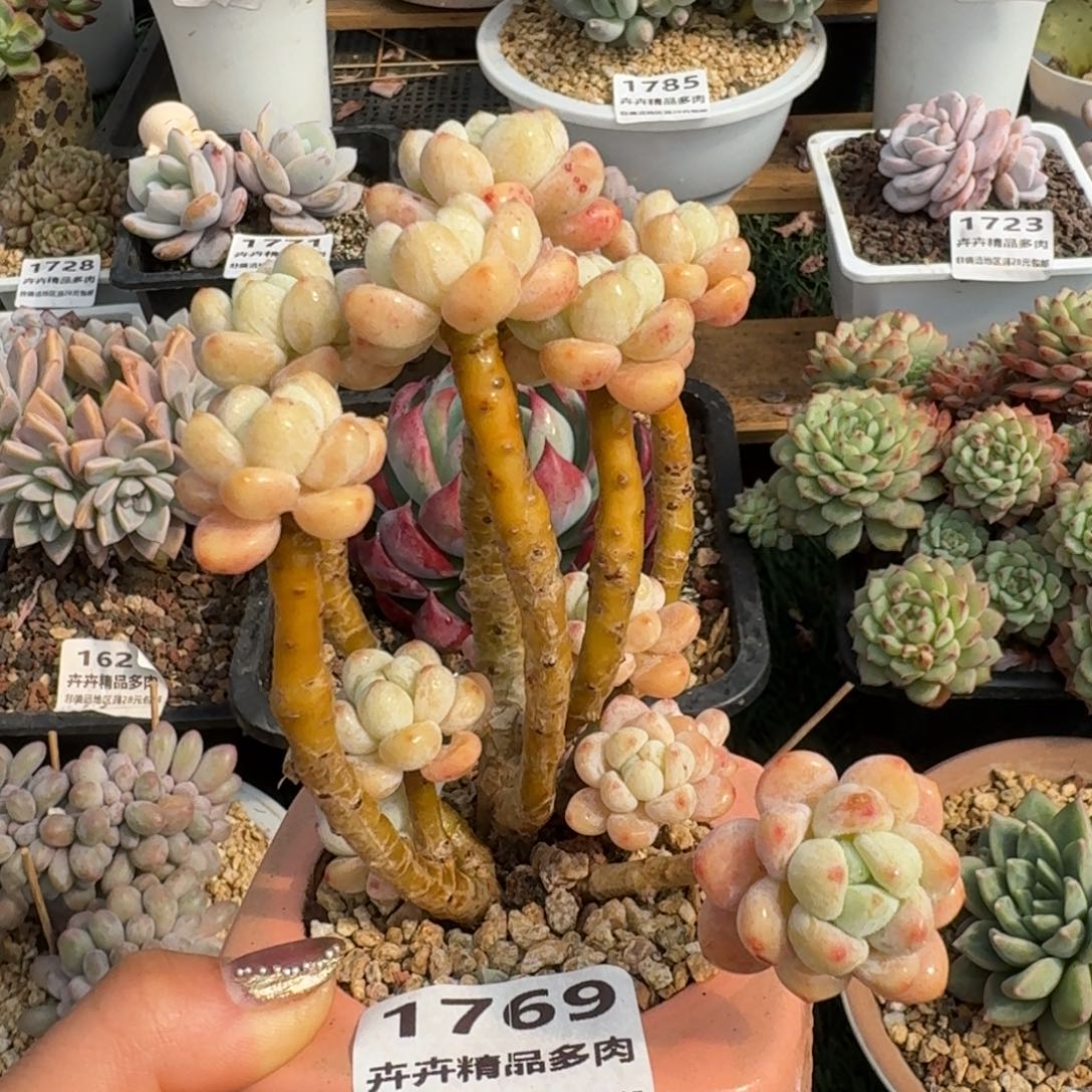 1769一物一拍（满28包邮）