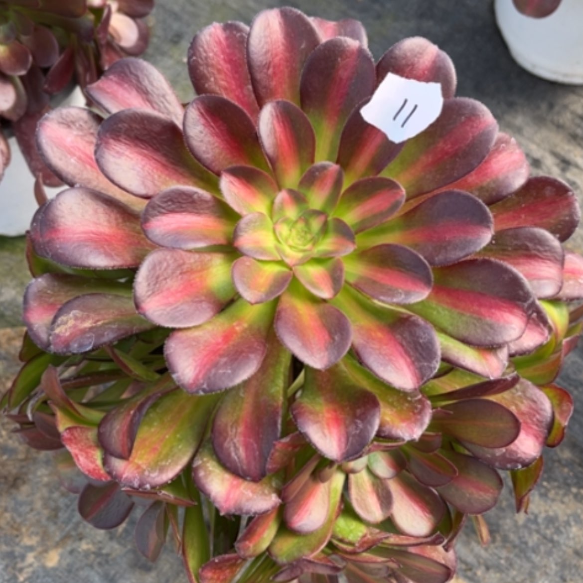 【闪购商品】11花钠锦多肉法师