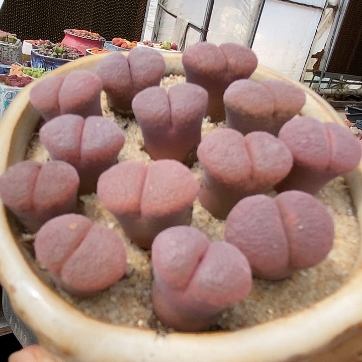 风铃c10一颗