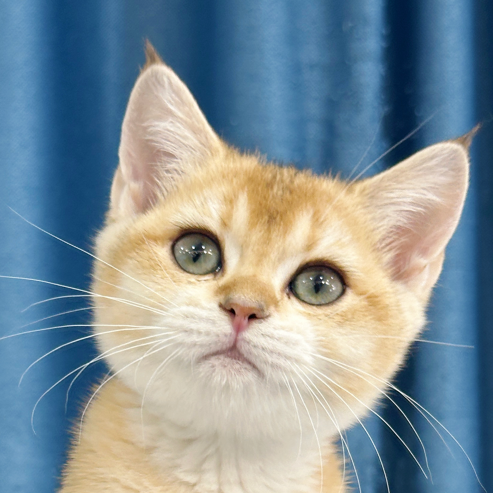 来了姊妹-金渐层英短猫-妹妹-40