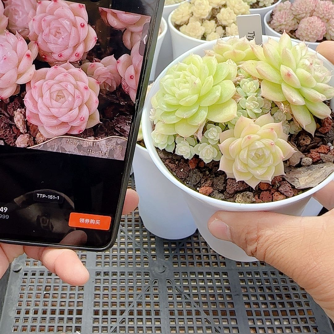 .***e1204-4（ttp-151-1）专拍