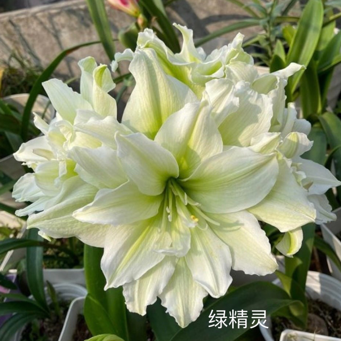 朱顶红 绿精灵 包对版