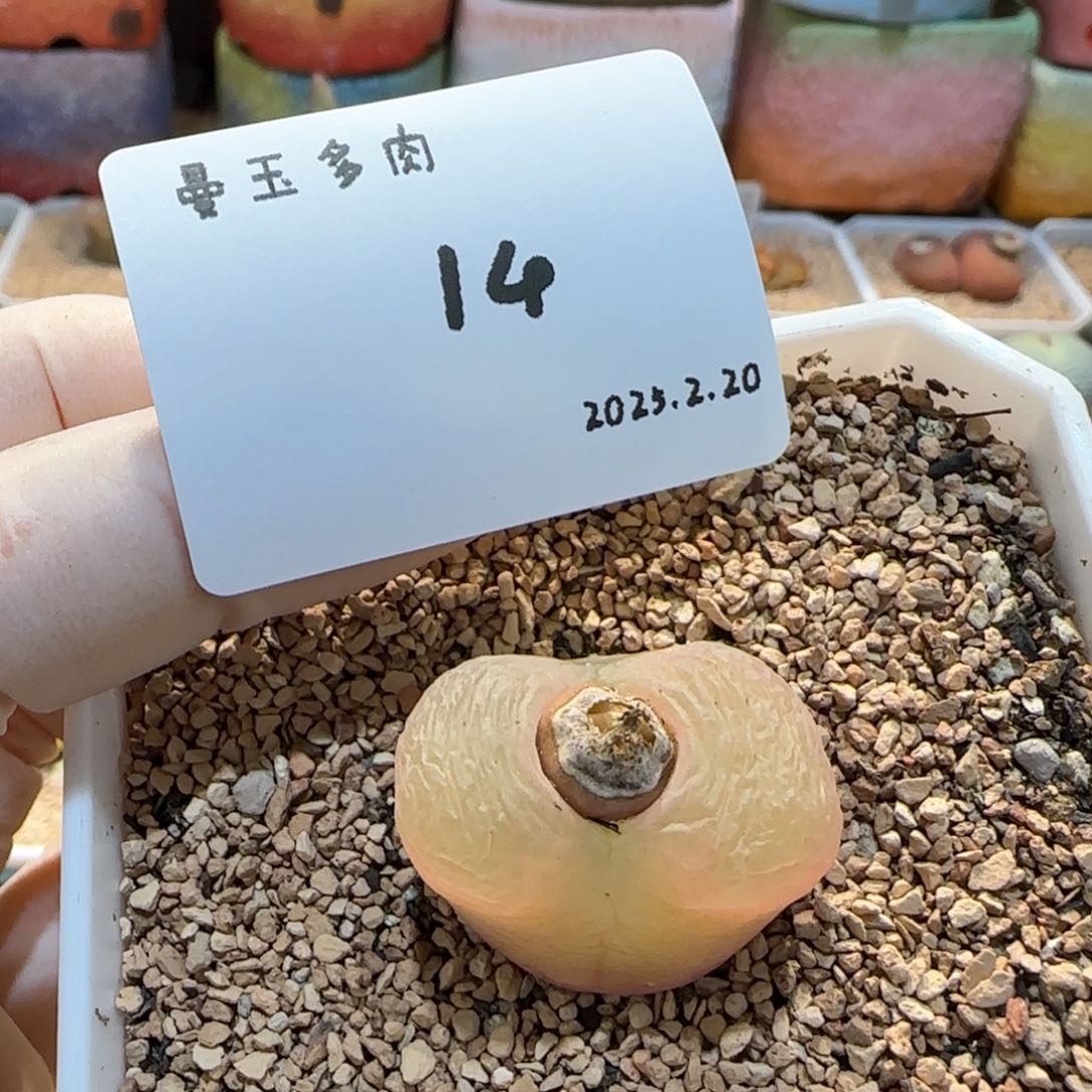 多肉多肉多肉2.20-014
