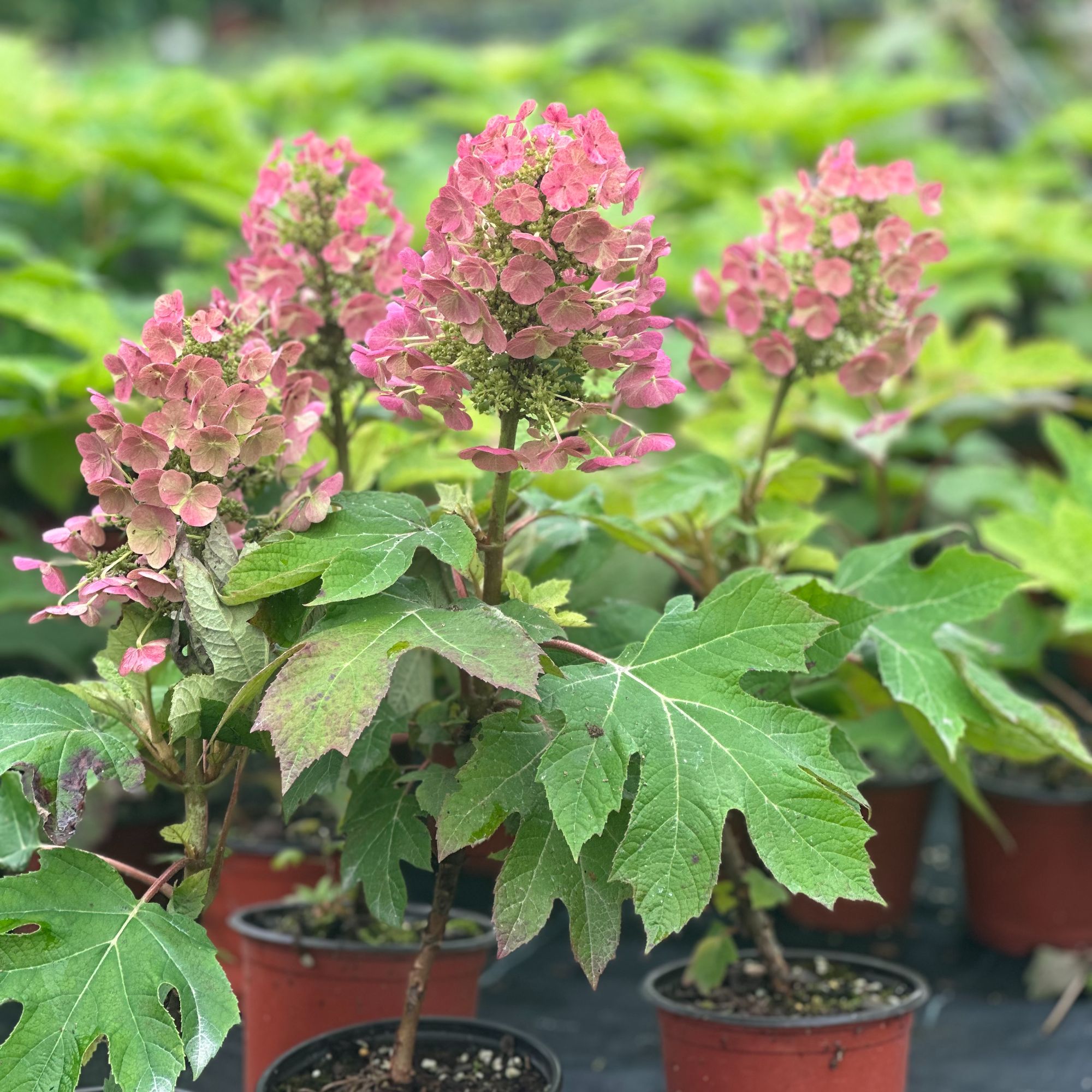 浪漫绽放丨栎叶绣球-“曼奇金”-梦幻花海中的温柔低语-春日限定