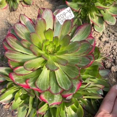 602孔雀翎满25包邮多肉