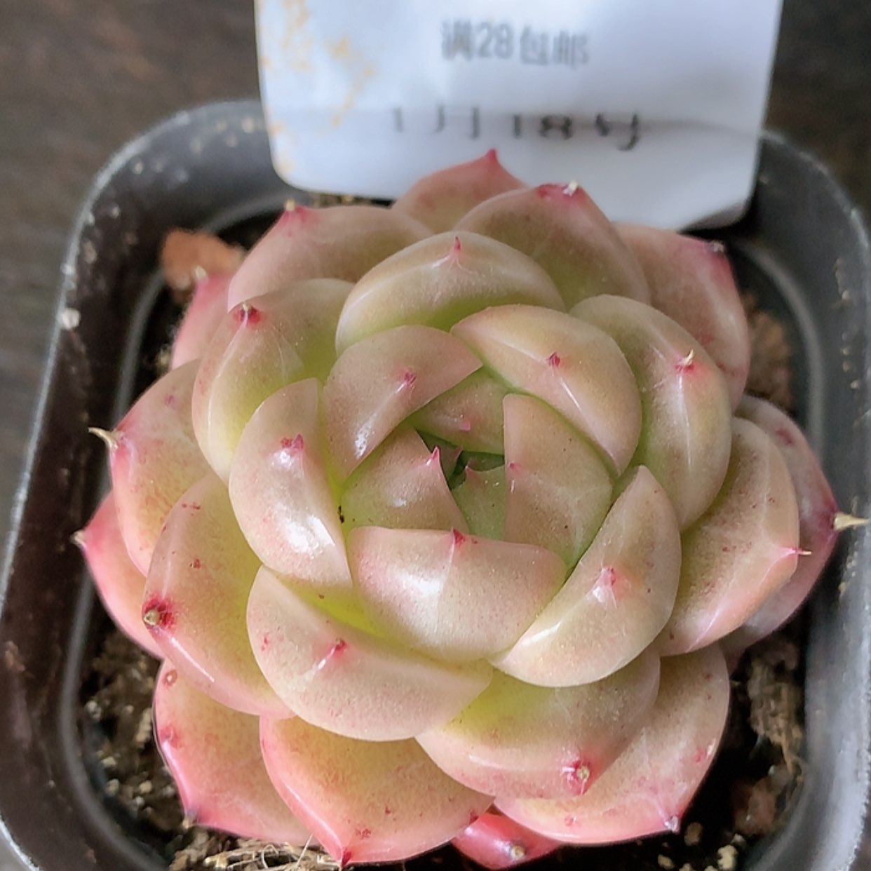 【闪购商品】云485