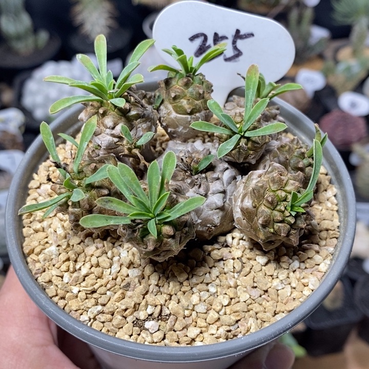 *️****专拍255号实生峨眉山